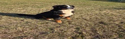 Bernese Mountain Dog dogs for sale: Jaxson - Ad 3