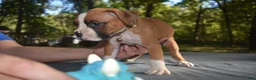 Boxer dogs for sale: SAGE - Ad 3