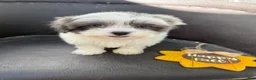 Shihpoo dogs for sale: Winston — The Adventurous Little Explorer - Ad 13