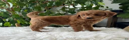Mini Goldendoodle dogs for sale: Chloe  - Ad 5