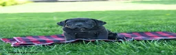 Cane Corso dogs for sale: Indie - Ad 3