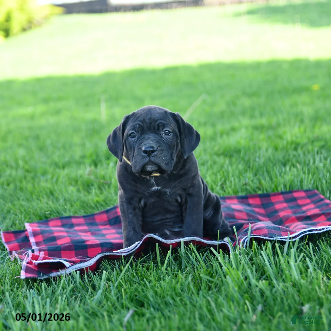 Cane Corso dogs for sale: Indie - Ad 3