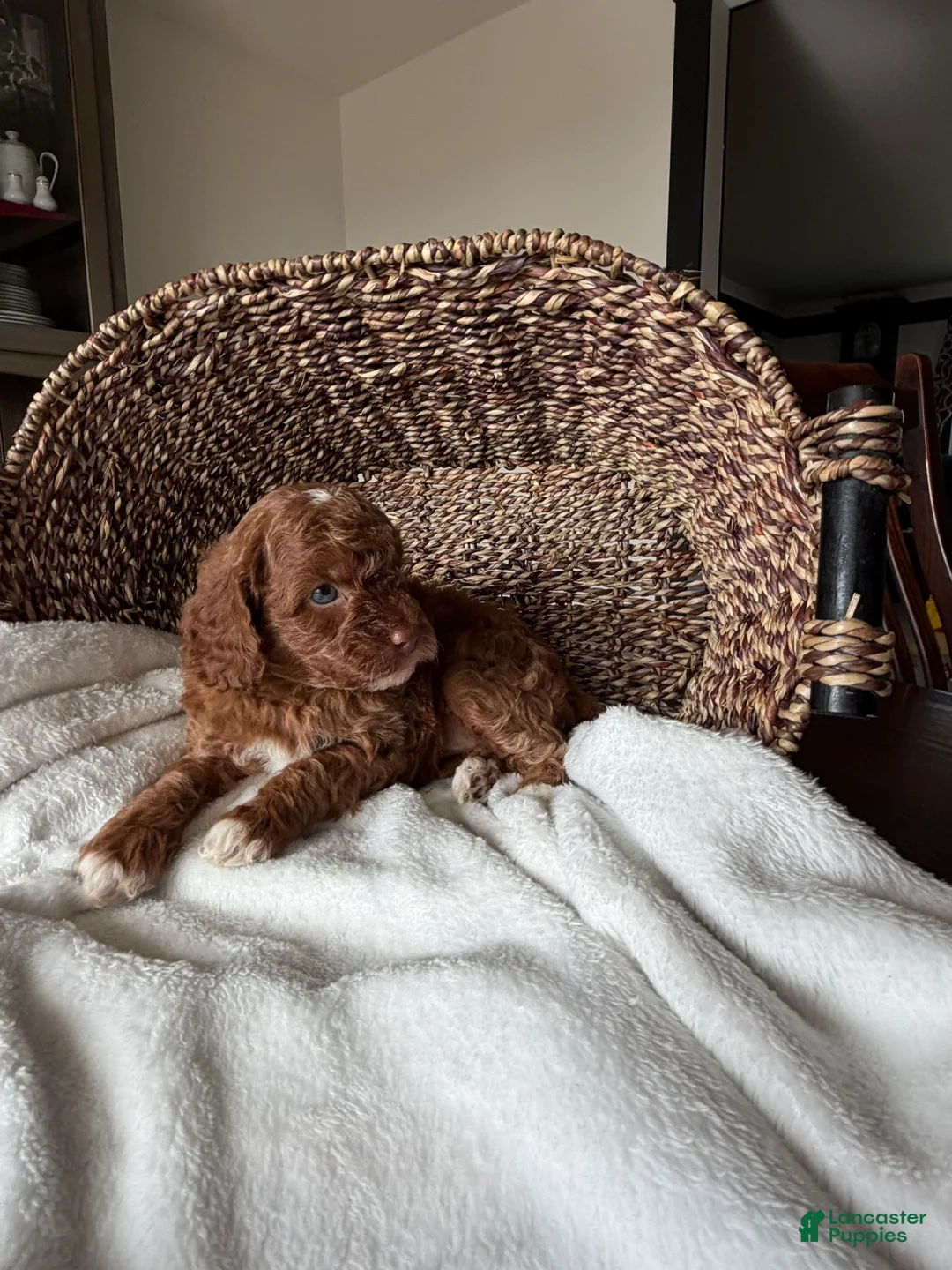 Mini Goldendoodle dogs for sale: Willow - Ad 5