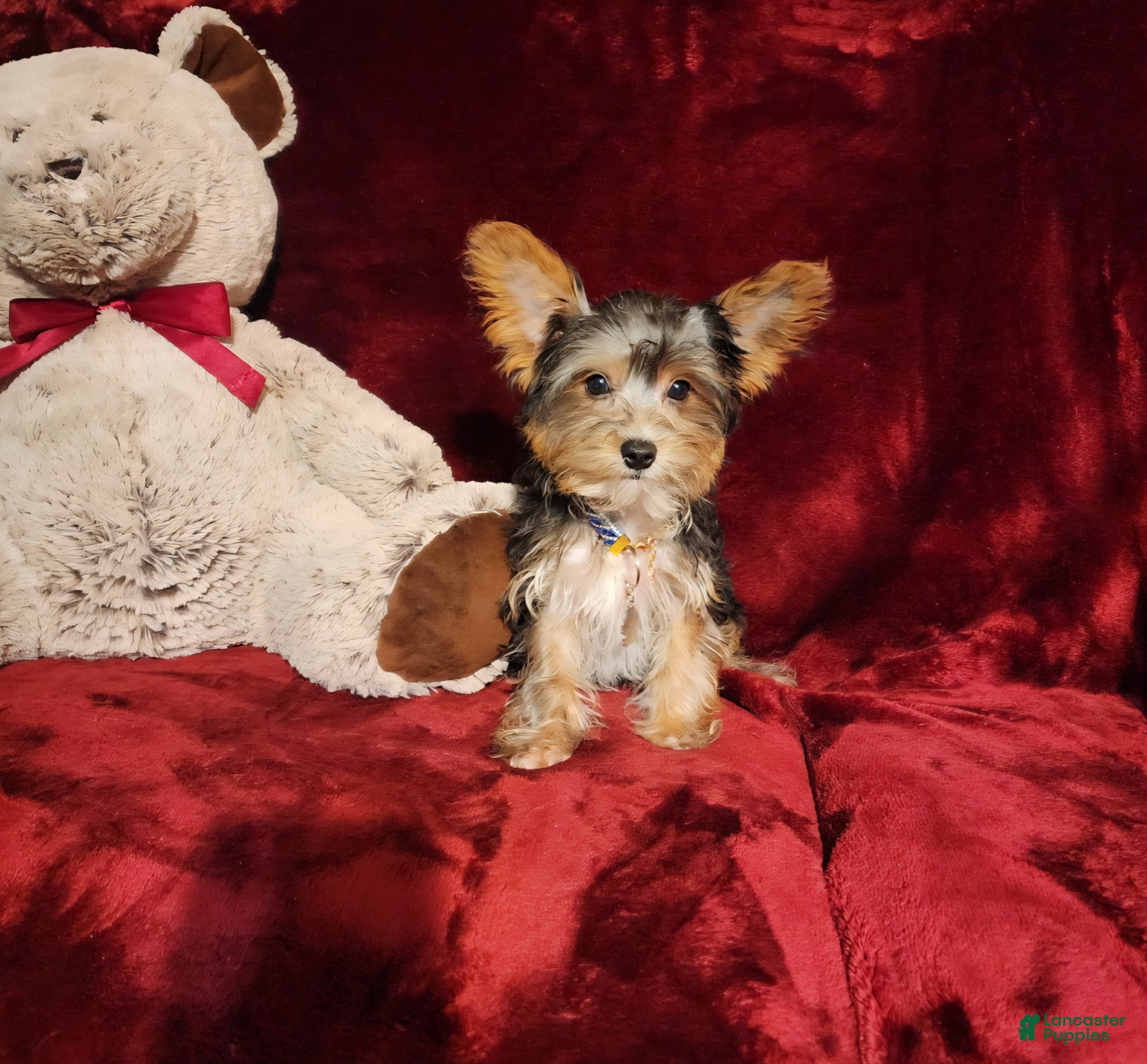 Yorkshire Terrier dogs PRINCETON  - Ad 17