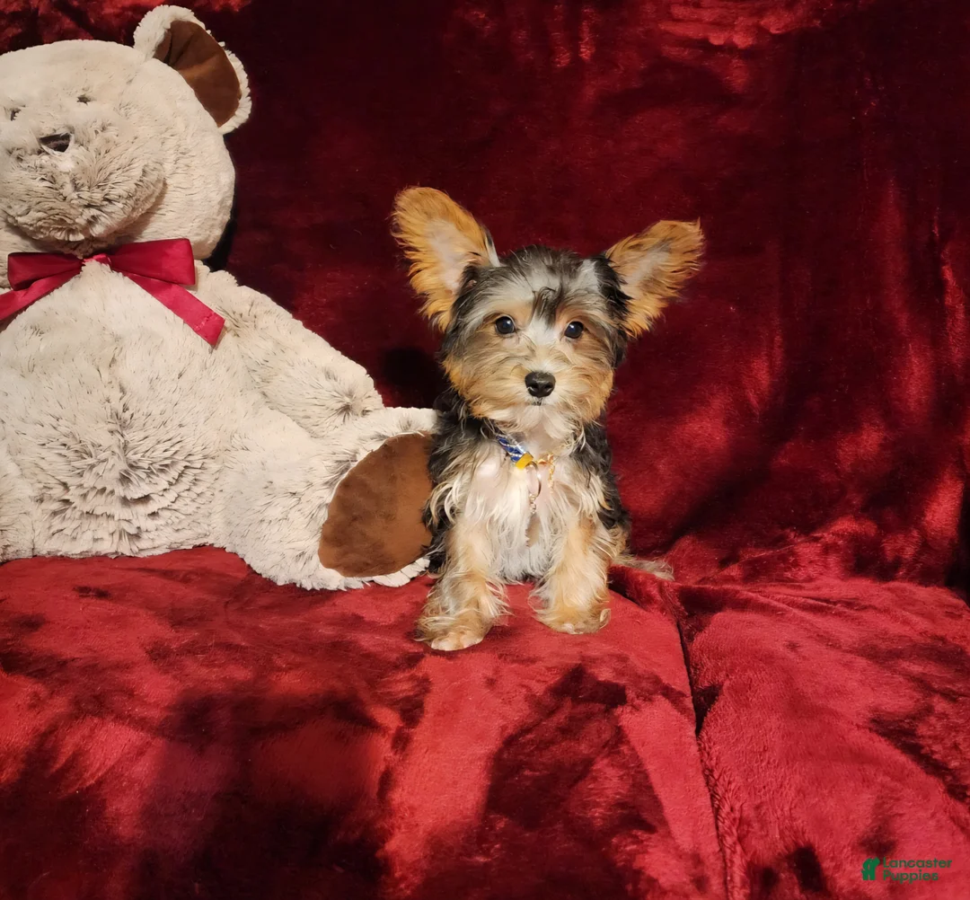 Yorkshire Terrier dogs for sale: PRINCETON  - Ad 1