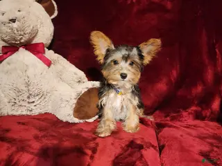 Yorkshire Terrier dogs PRINCETON - Ad 17