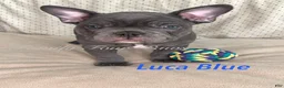 Frenchton dogs for sale: Luca blue   - Ad 4