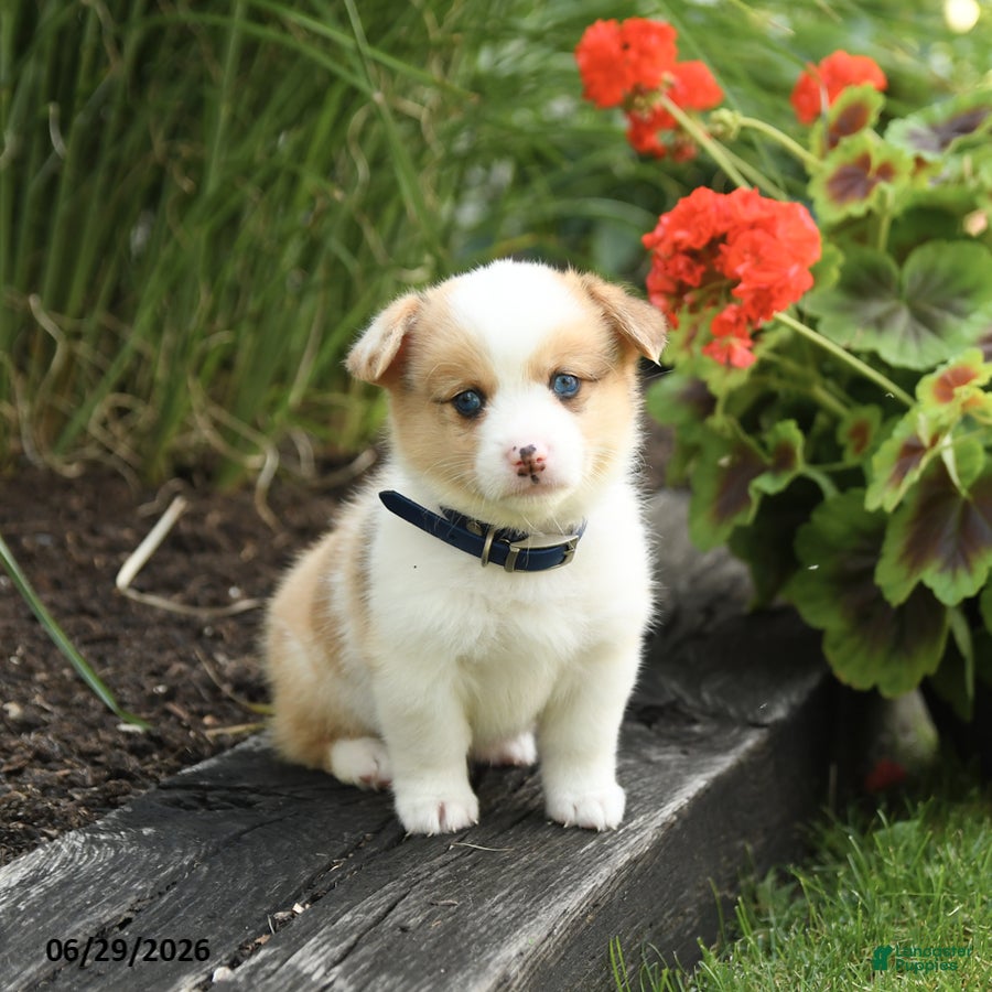 Welsh Corgi Pembroke dogs Penny - Ad 2