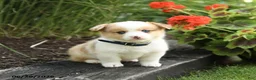 Welsh Corgi Pembroke dogs for sale: Penny - Ad 2
