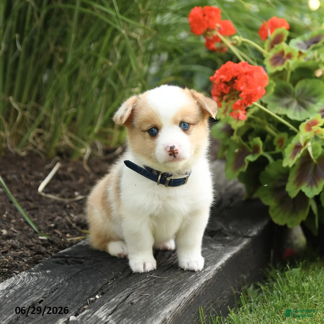 Welsh Corgi Pembroke dogs for sale: Penny - Ad 2