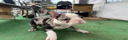 Mixed Breed dogs for sale: Robin - Ad 5