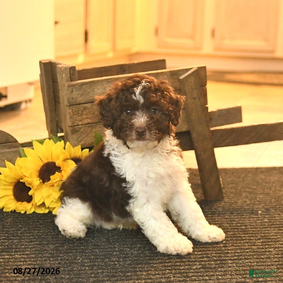 Toy Poodle dogs Sherlock  - Ad 2