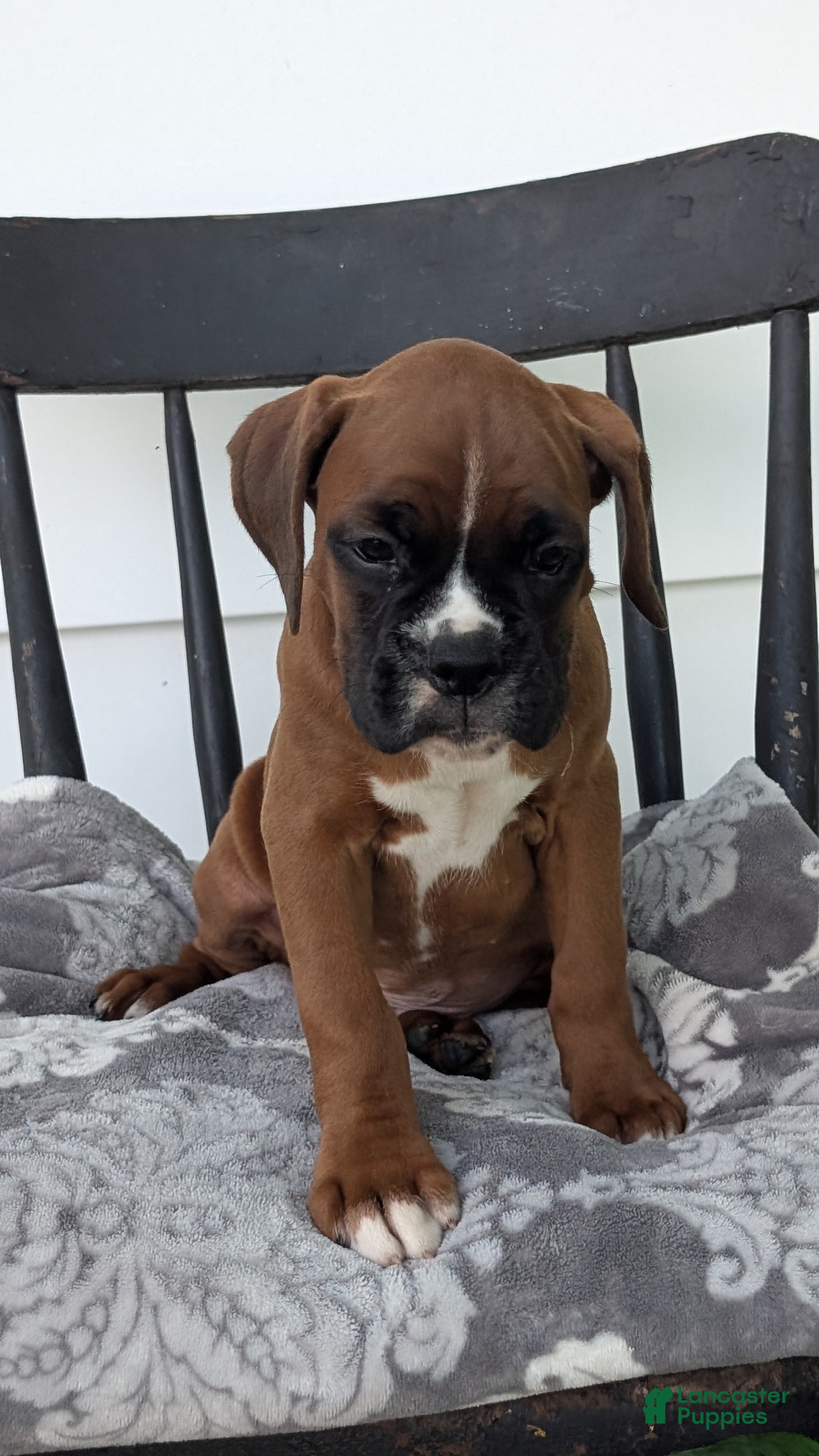 Boxer dogs Kip - Ad 2