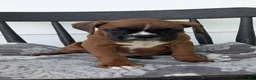Boxer dogs for sale: Kip - Ad 2
