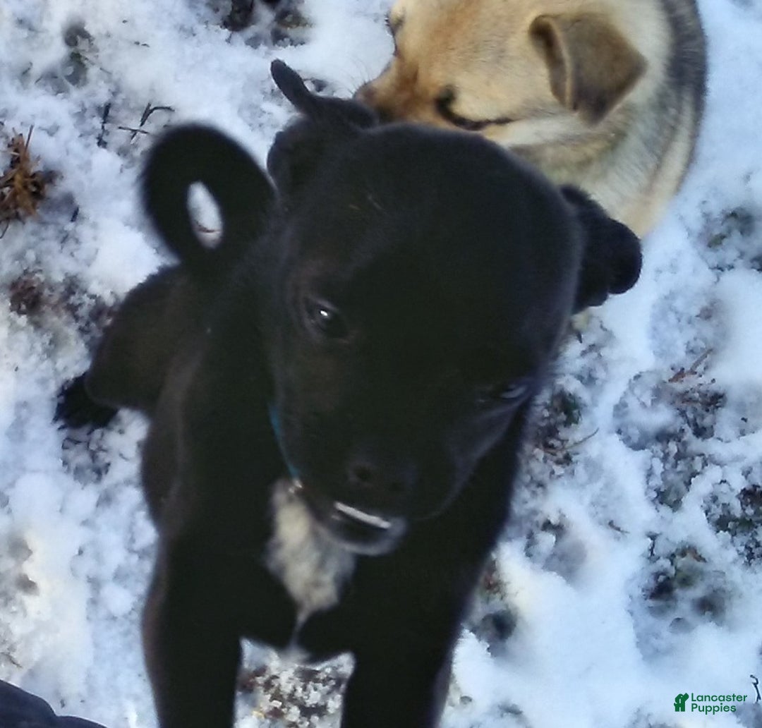 Mixed Breed dogs for sale: Tiny - Ad 14