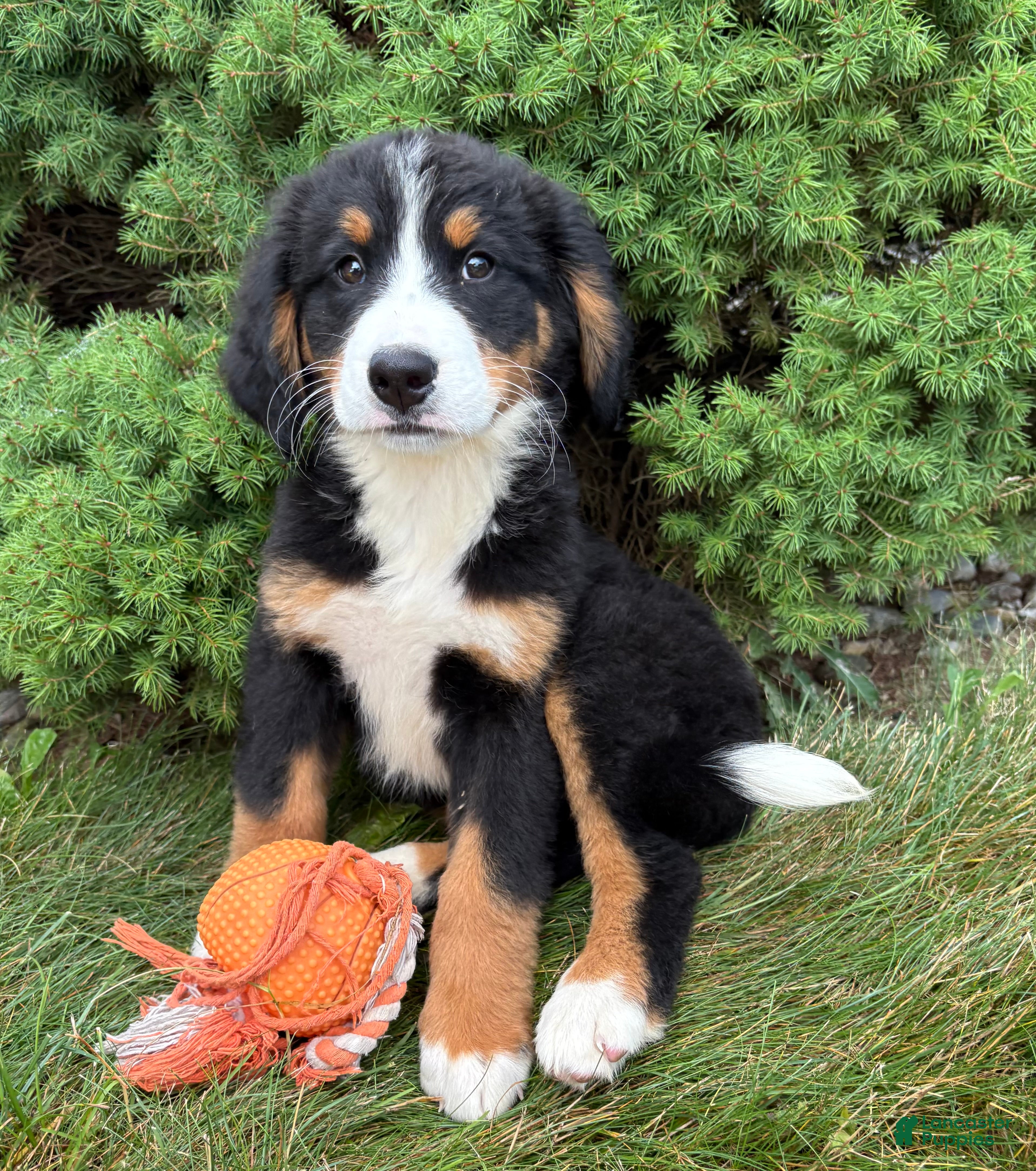 Bernese Mountain Dog dogs Belle - Ad 1
