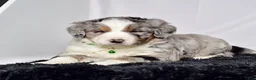 Bernedoodle dogs for sale: Mr. Simba - Ad 3