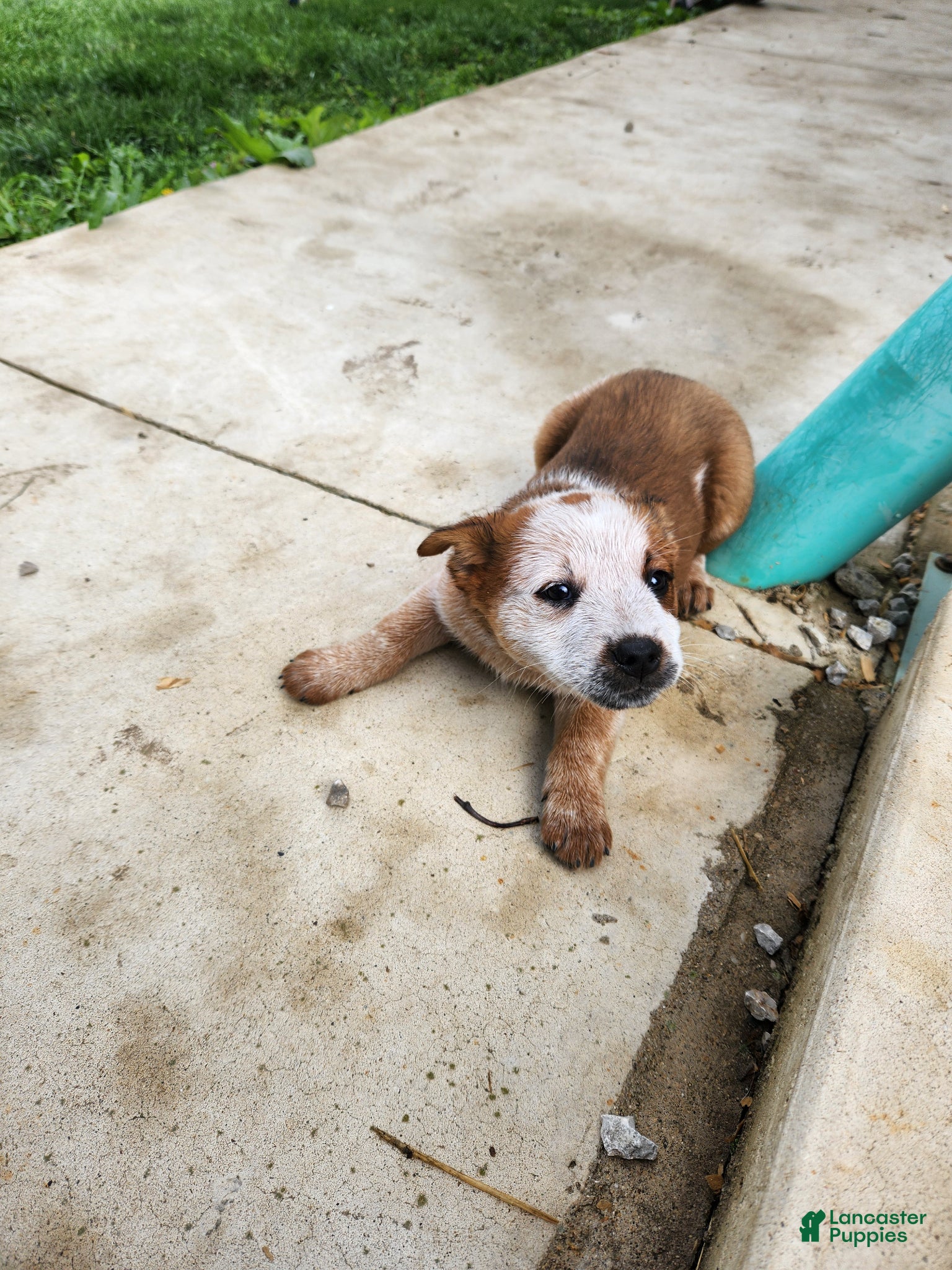 Australian Cattle Dog dogs Australian Cattle Dog Puppy 6 - Ad 19