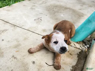 Australian Cattle Dog dogs Australian Cattle Dog Puppy 6 - Ad 6
