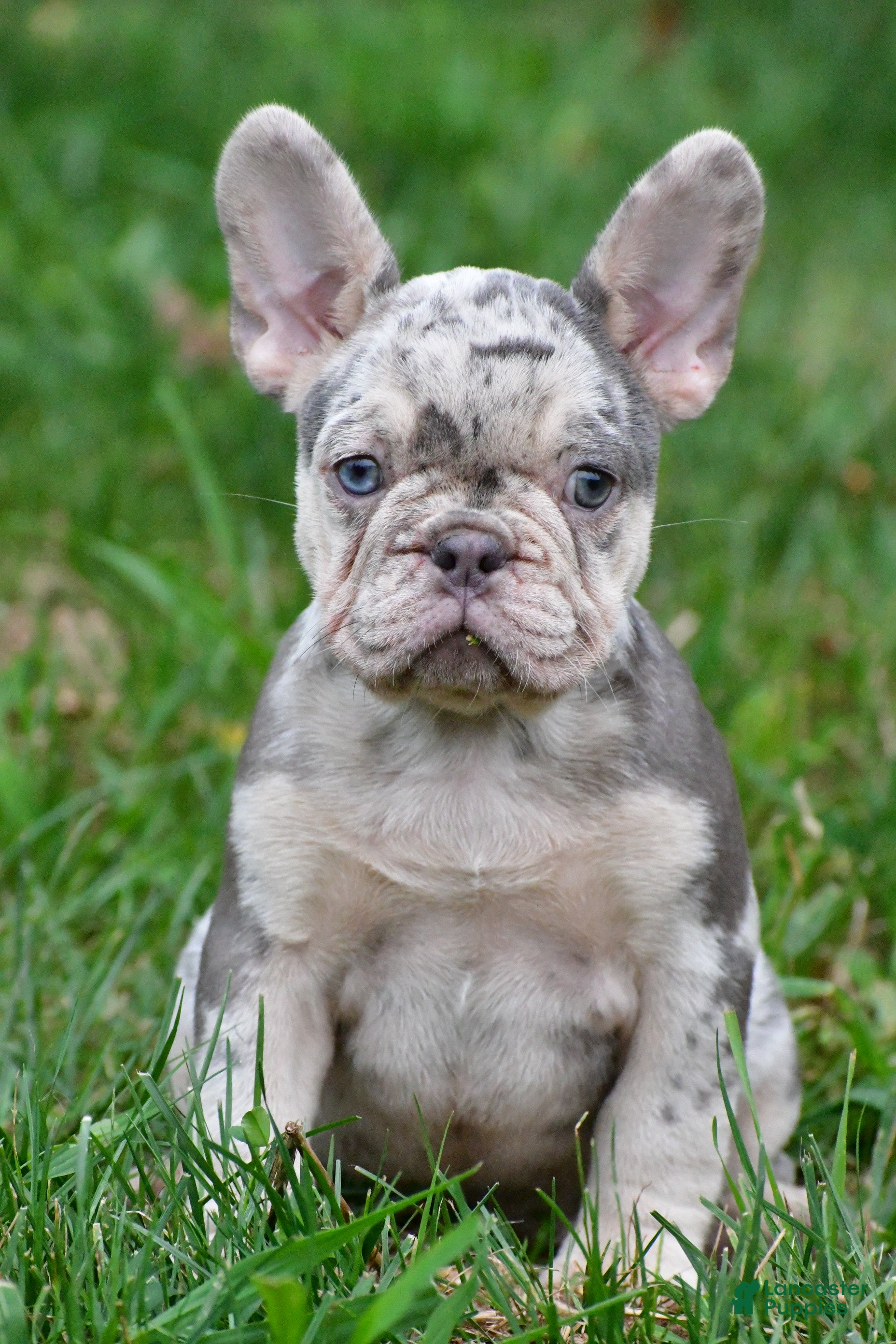 French Bulldog dogs Roxy - Ad 2