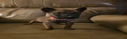 Belgian Malinois dogs for sale: Belgian Malinois 4 (fuscia)  - Ad 2