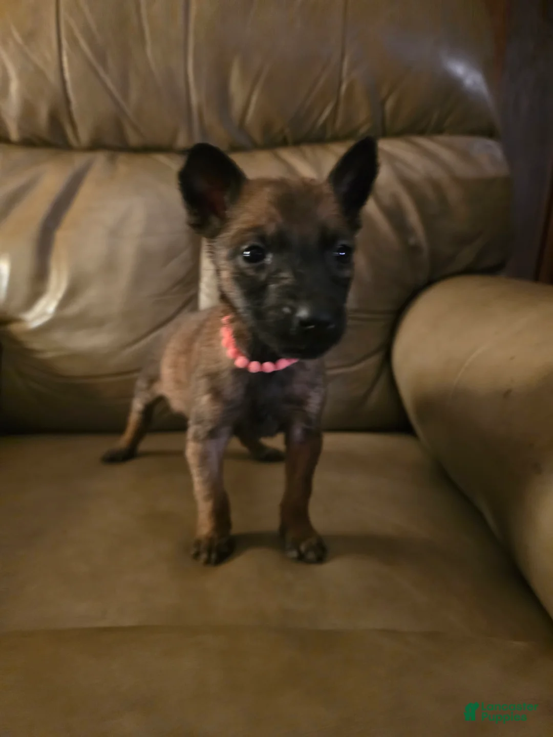Belgian Malinois dogs for sale: Belgian Malinois 4 (fuscia)  - Ad 2