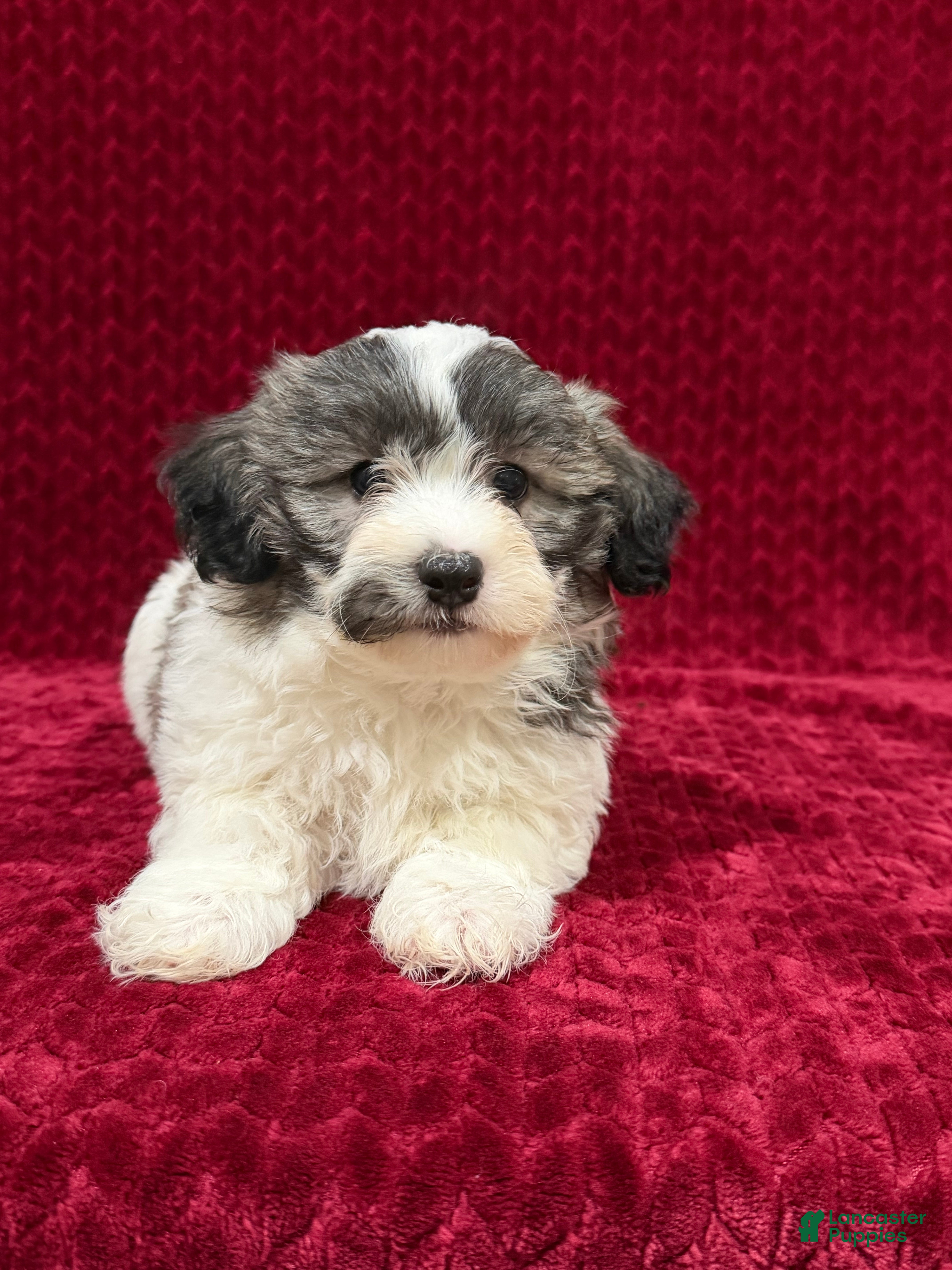 Teddy Bear dogs Nash - Ad 2