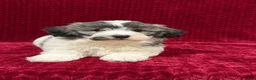 Teddy Bear dogs for sale: Nash - Ad 2