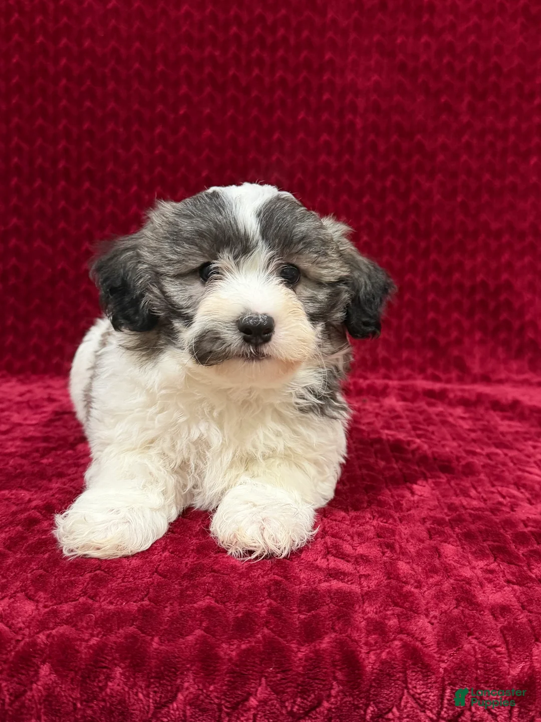 Teddy Bear dogs for sale: Nash - Ad 2