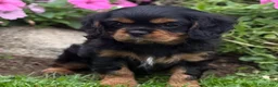 Cavalier King Charles Spaniel dogs for sale: Bonnie  - Ad 2