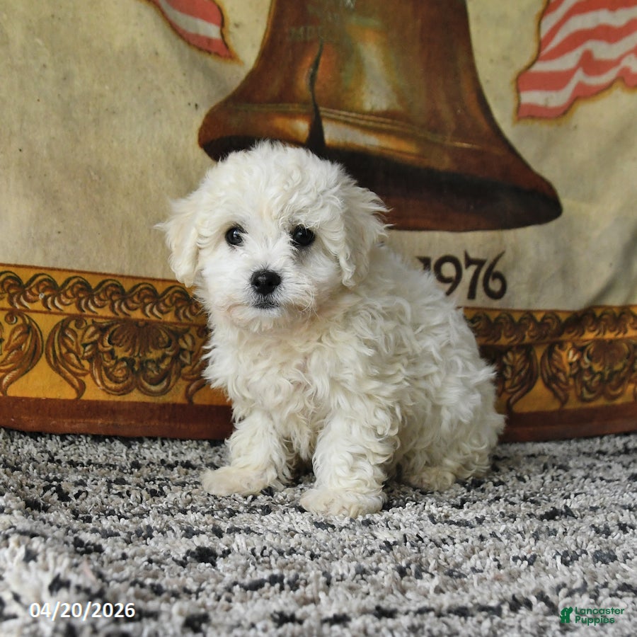 Bichon Frise dogs Angel - Ad 2