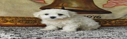 Bichon Frise dogs for sale: Angel - Ad 2