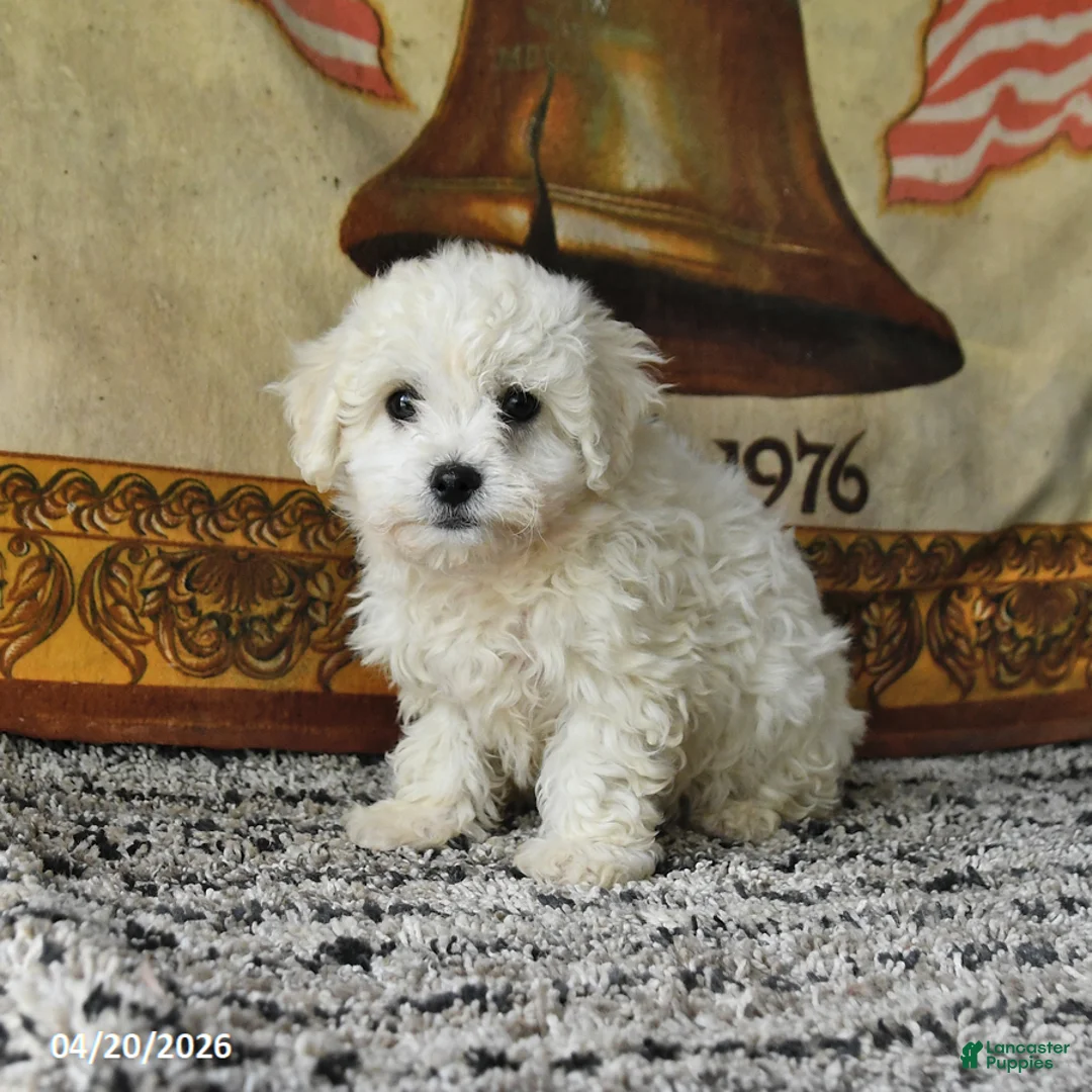 Bichon Frise dogs for sale: Angel - Ad 2
