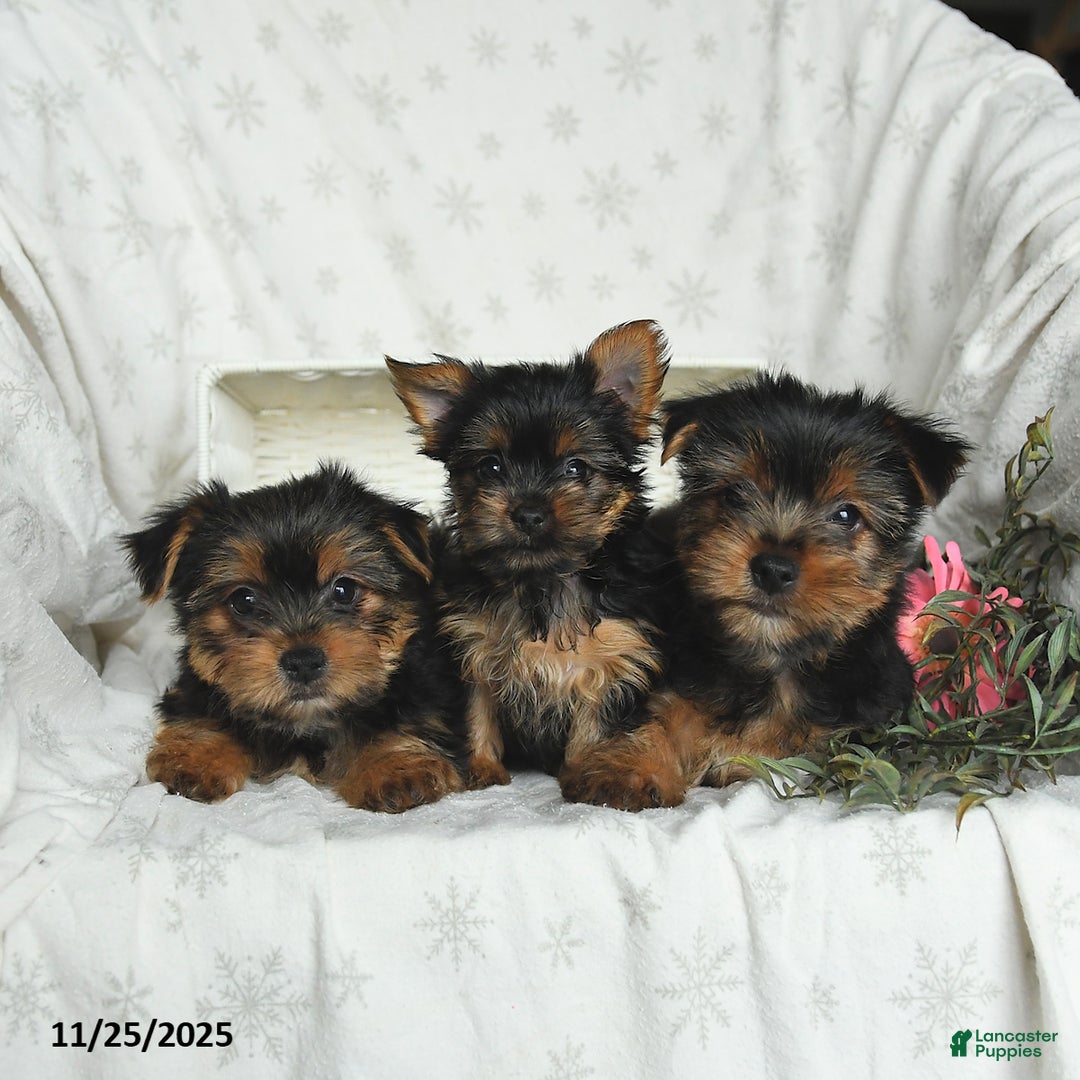 Yorkshire Terrier dogs for sale: Lulu - Ad 5