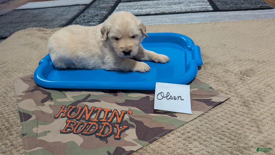 Golden Retriever dogs for sale: Olson, AKC - Ad 1