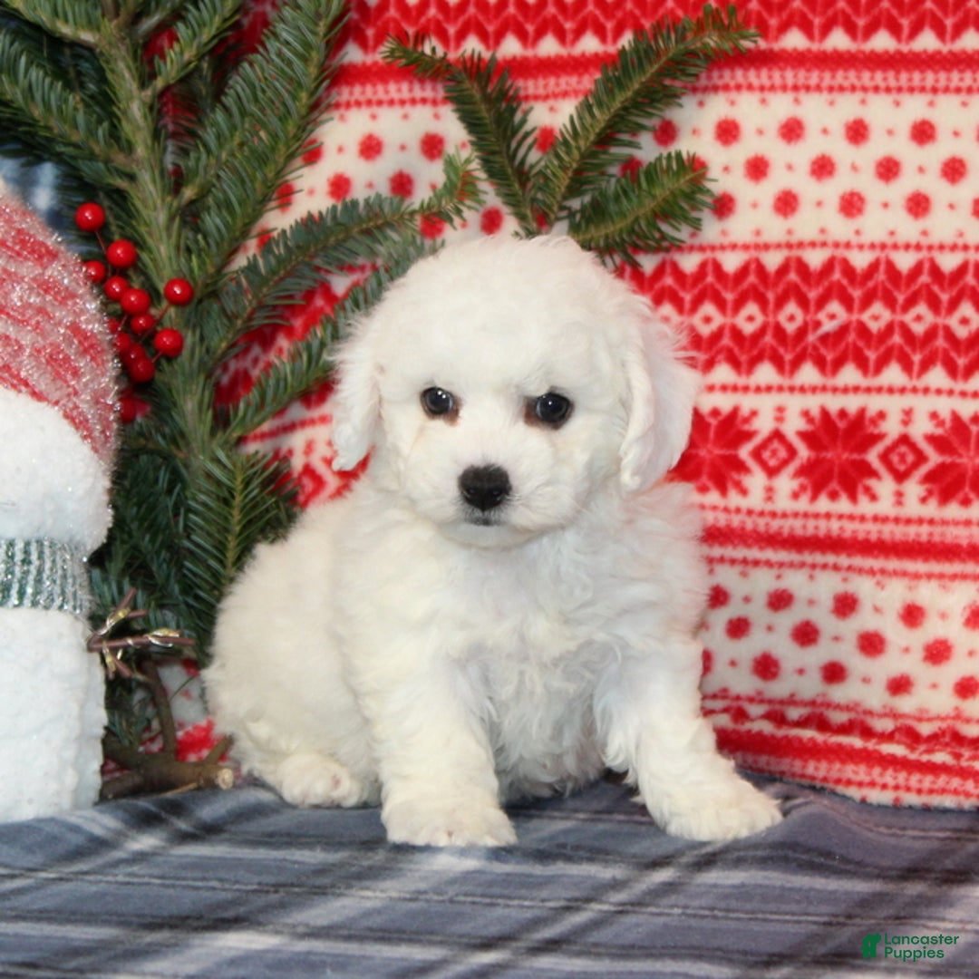 Bichon Frise dogs for sale: Joy - Ad 1