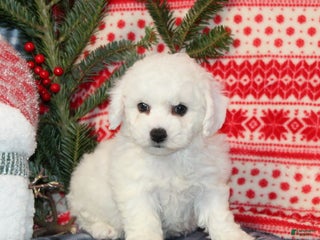 Bichon Frise dogs Joy - Ad 4