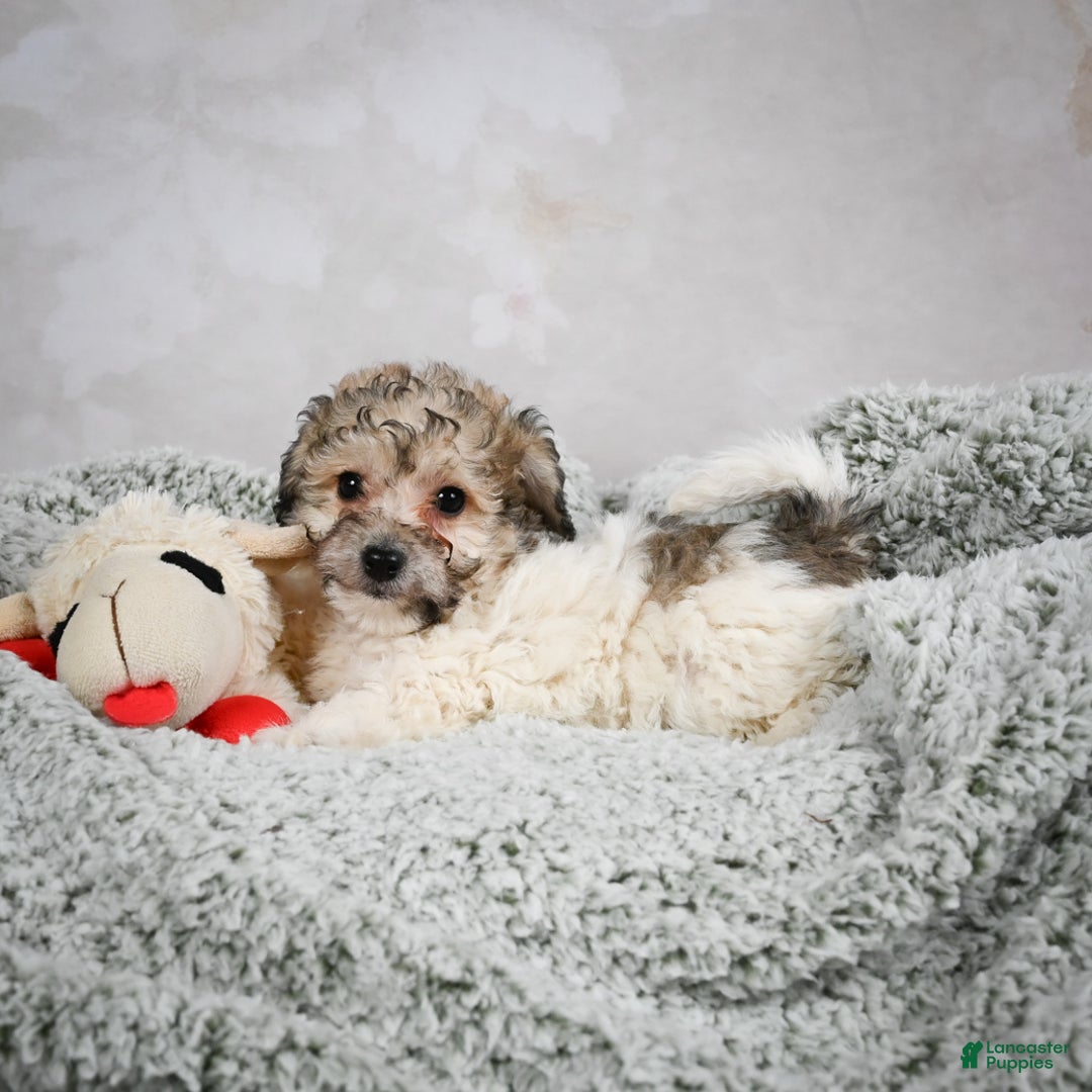 Bichpoo dogs for sale: Brady - Ad 3