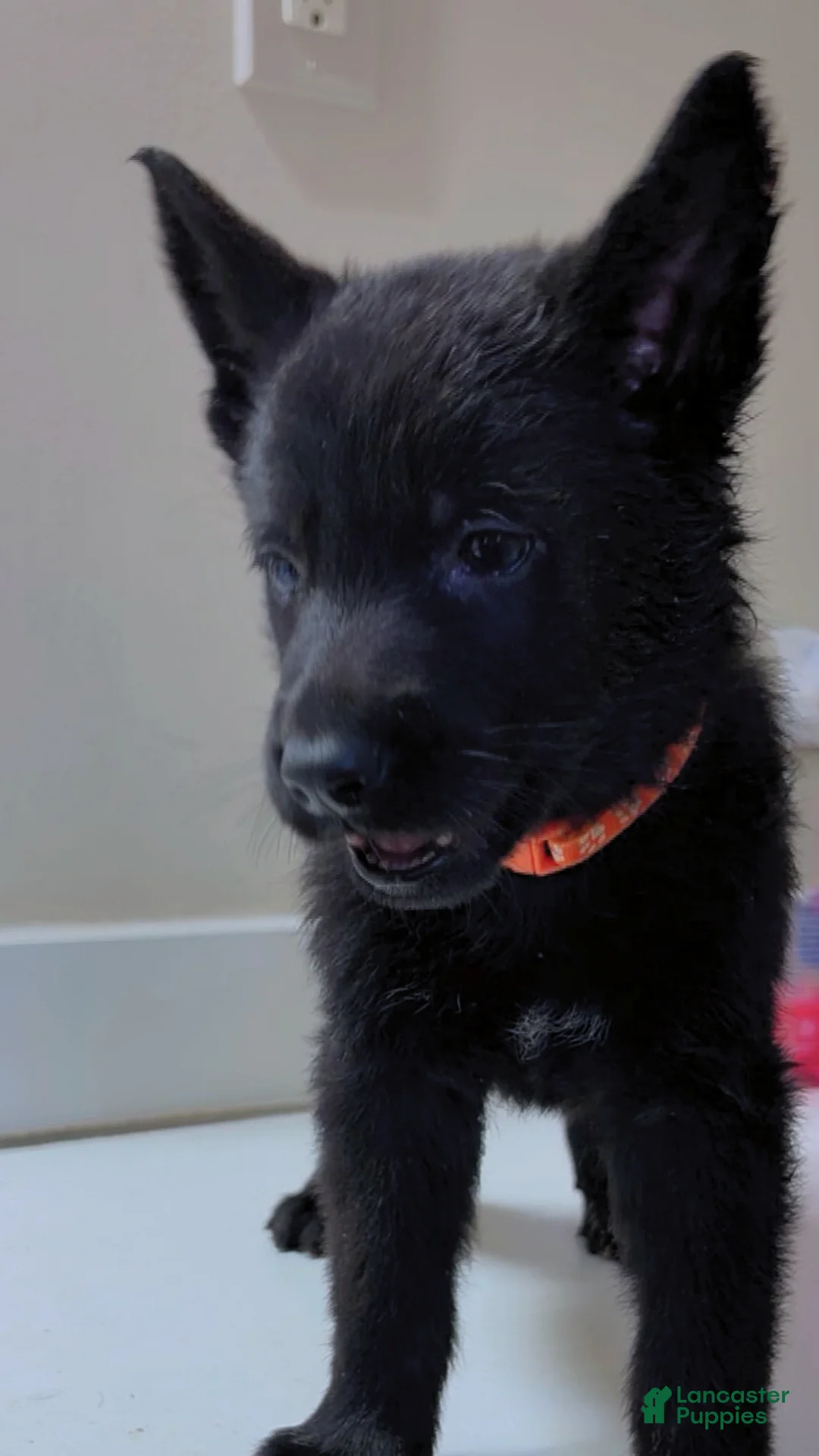 German Shepherd dogs for sale: Rex - Ad 2