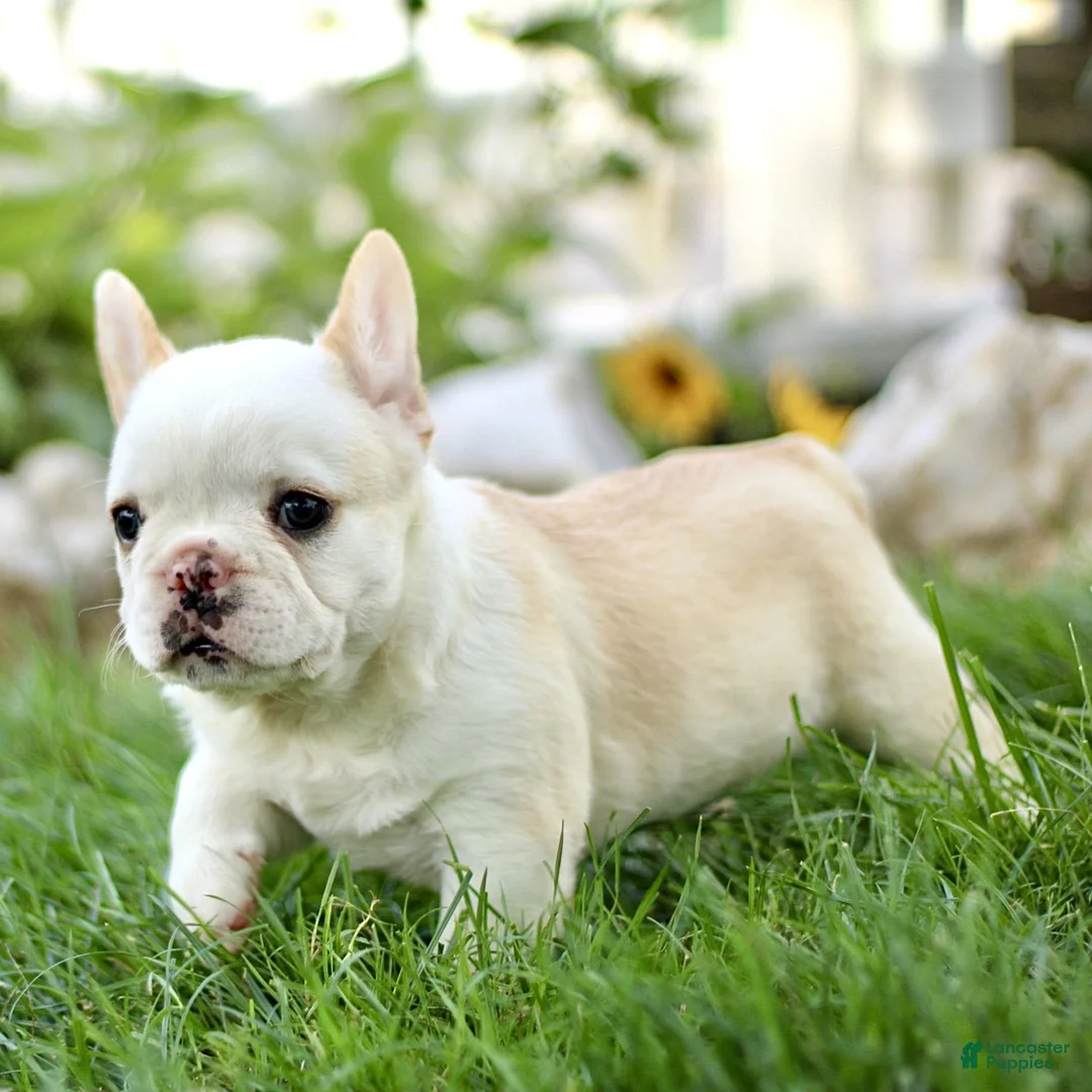 French Bulldog dogs for sale: Beau  - Ad 2