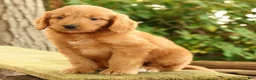 Mini Goldendoodle dogs for sale: Mitch - Ad 4