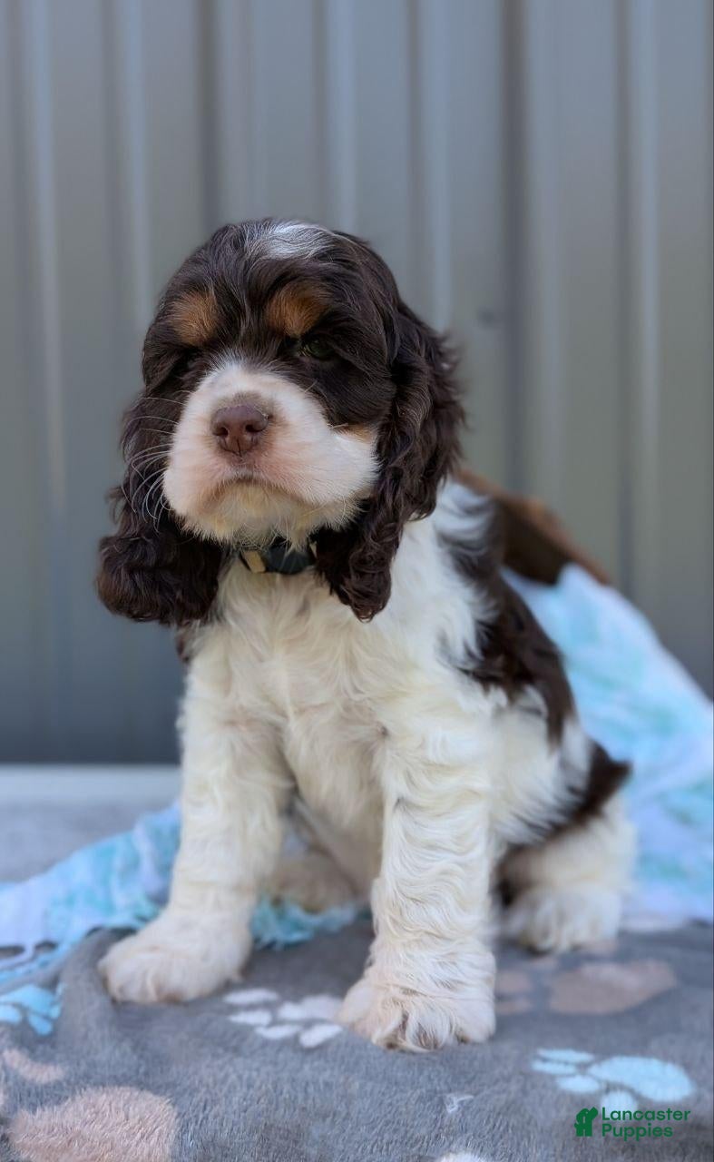 Cocker Spaniel dogs Dash - Ad 1