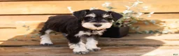 Miniature Schnauzer dogs for sale: Mason  - Ad 3
