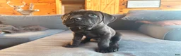 Cane Corso dogs for sale: Green boy - Ad 3