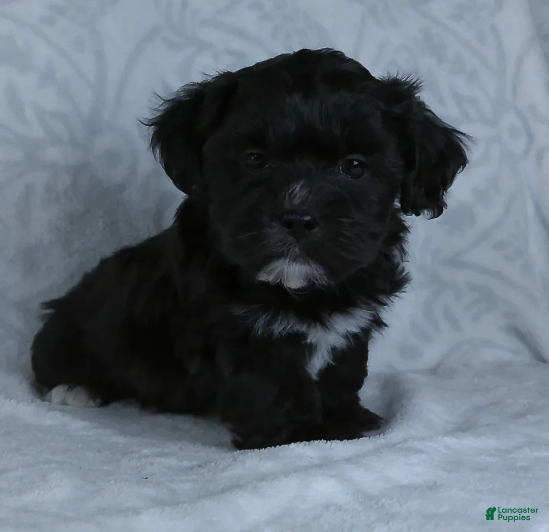 Teddy Bear dogs for sale: Oslo - Ad 2