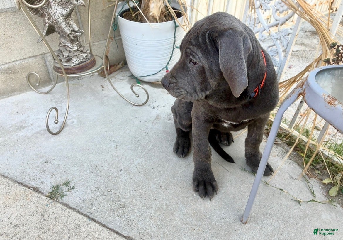 Cane Corso dogs for sale: ARES - Ad 2