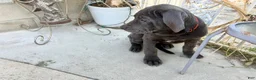 Cane Corso dogs for sale: ARES - Ad 2