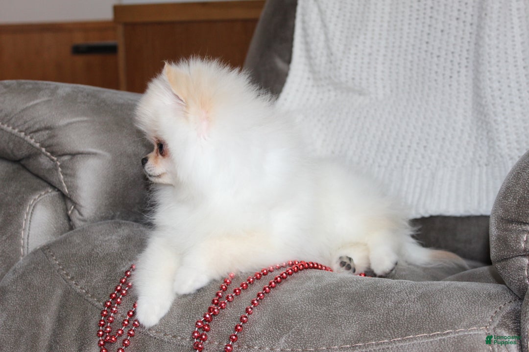 Pomeranian dogs for sale: Tiny Teddy - Ad 9