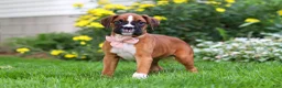 Boxer dogs for sale: Annie - Ad 3