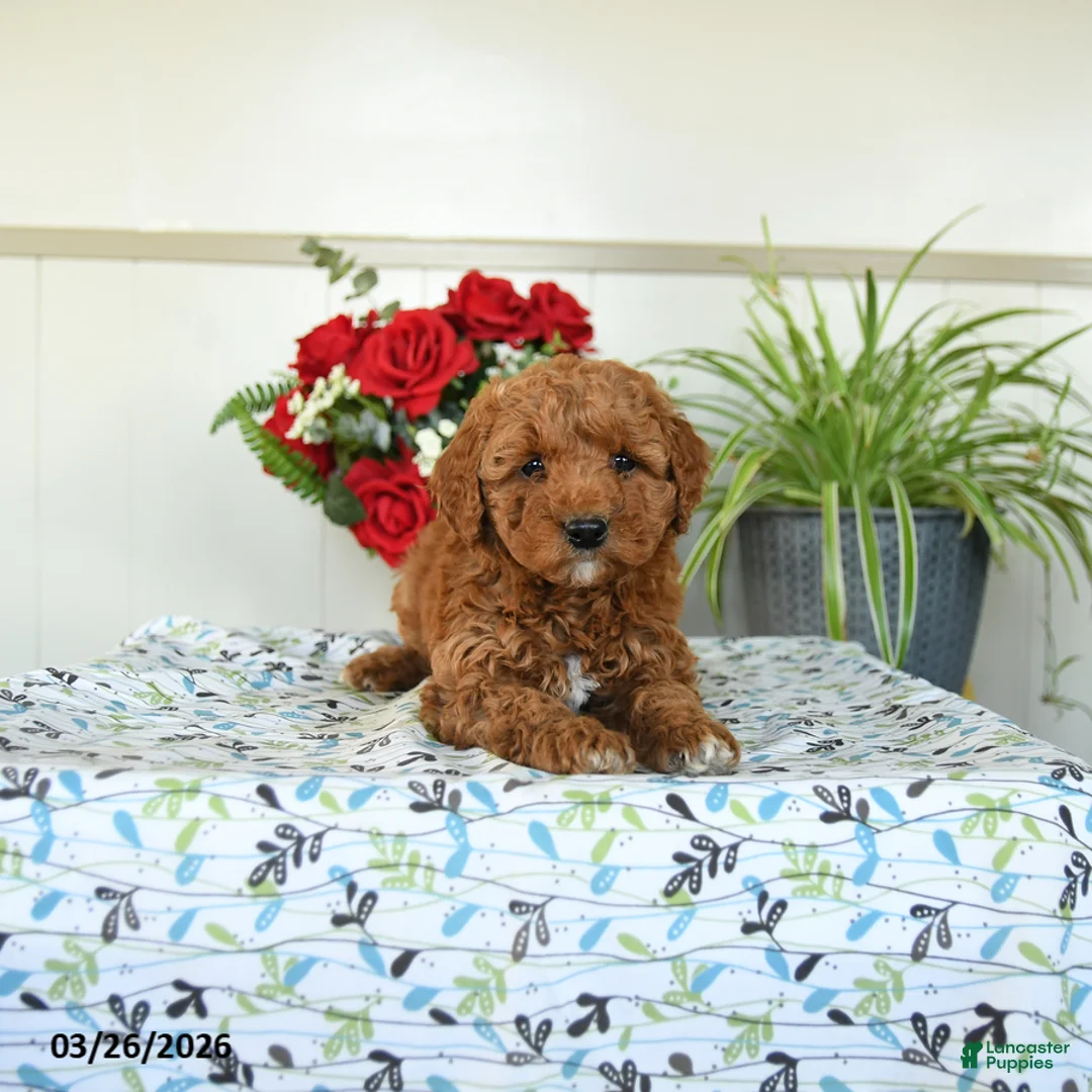 Mini Goldendoodle dogs for sale: Wendy - Ad 2